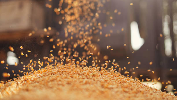 Зерно на вылет: от каких агрокомплексов под Саратовом избавляется бизнес