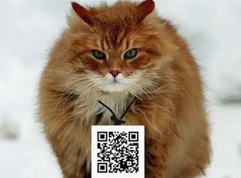 Как погладить QR-кота: сотрудничество с благотворительным проектом может принести саратовцам победу в фестивале рекламы