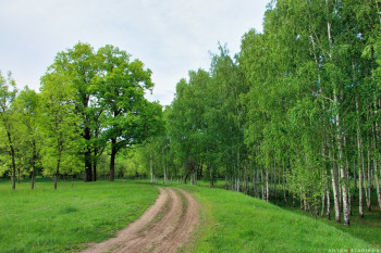 К лесу в Тинь-Зине тянут мост: Энгельс плотно врастает в зону отдыха. Статус ООПТ не убережет от застройки?