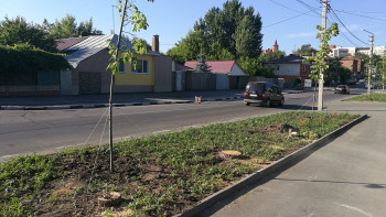 Чиновники не прикладывают ни головы, ни рук: половину посаженных в Саратове деревьев придется пересаживать