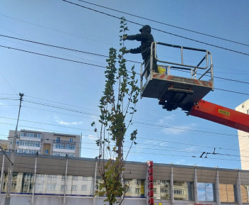 Молодые клены в Саратове бурно растут только в цене. Смотрим, во сколько раз подорожали саженцы на пути из Воронежа