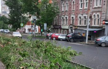 Да кто их считать будет — признают ли деревья в Саратове  городским имуществом  или пора опять звать прокурора