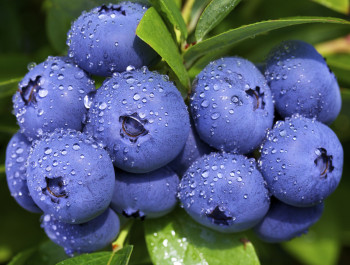 Голубику везем из Чили: российский производитель джемов рассказал о сложностях с добычей местных ягод