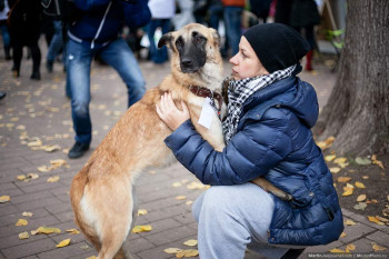 Бездомные собаки в Саратове: за гуманным отловом и чипированием животных проследит первый в России зоопатруль