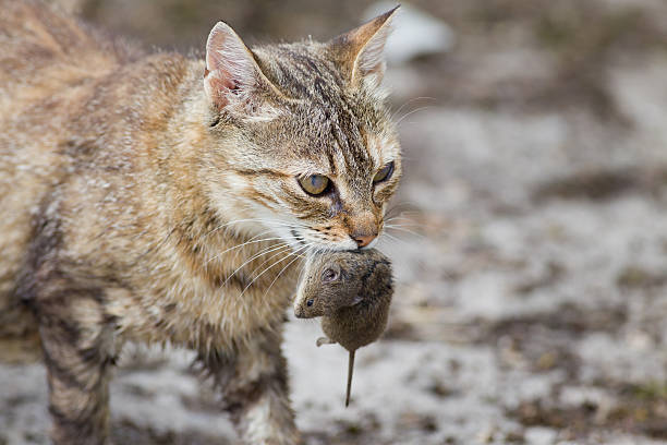 «Ситиматик» крыс не ловит — как регоператор объясняет проблемы с мусором в Саратове
